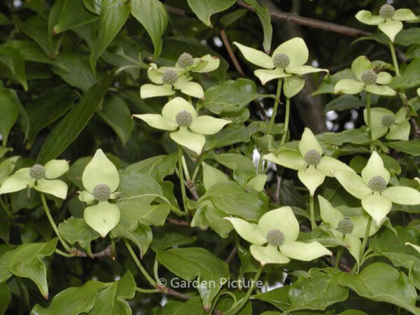 Cornus kousa 'China Girl' - Image 5