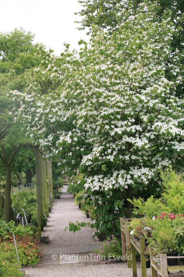 Cornus kousa 'China Girl' - Image 6