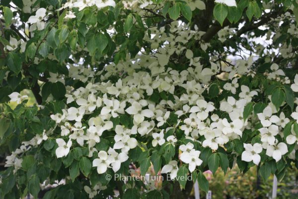 Cornus kousa 'China Girl' - Image 7