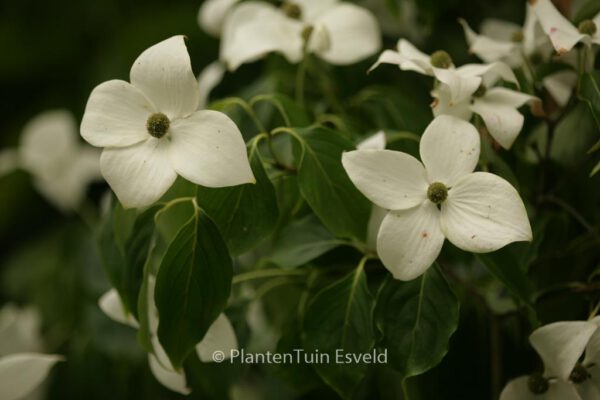 Cornus kousa 'China Girl' - Image 8