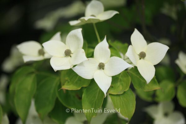 Cornus kousa 'China Girl'