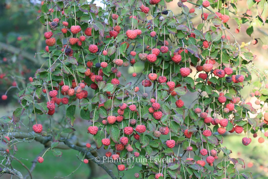 Cornus kousa on sale milky way