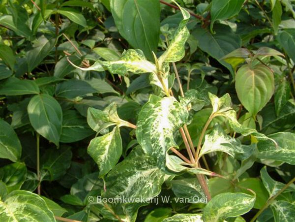 Cornus kousa 'Robert's Selectie' - Image 2