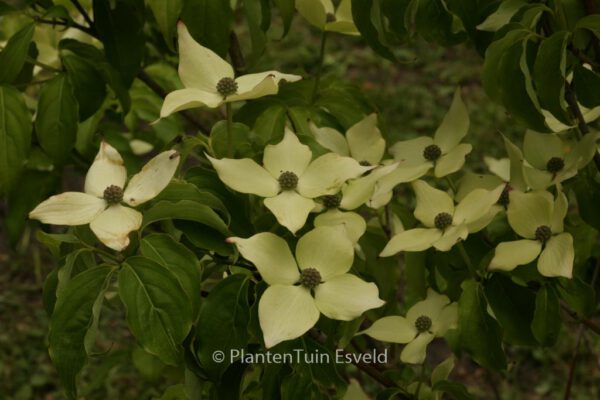 Cornus kousa 'Robert's Selectie' - Image 3