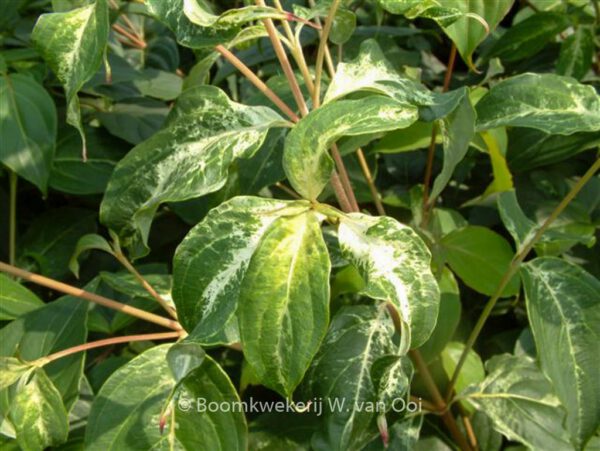 Cornus kousa 'Robert's Selectie'