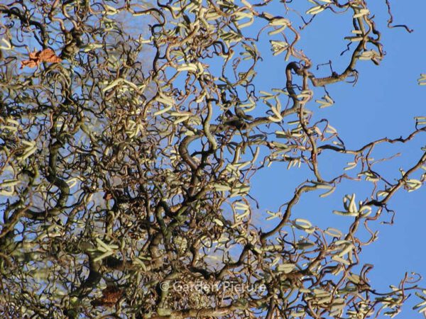 Corylus avellana 'Contorta' - Image 3