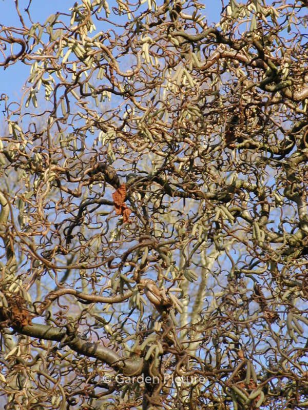 Corylus avellana 'Contorta' - Image 5