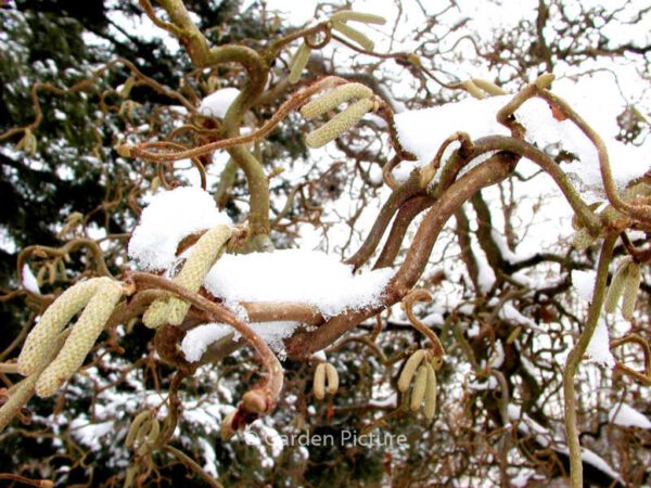 Corylus avellana 'Contorta' - Image 6