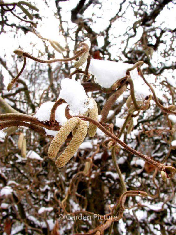 Corylus avellana 'Contorta' - Image 7