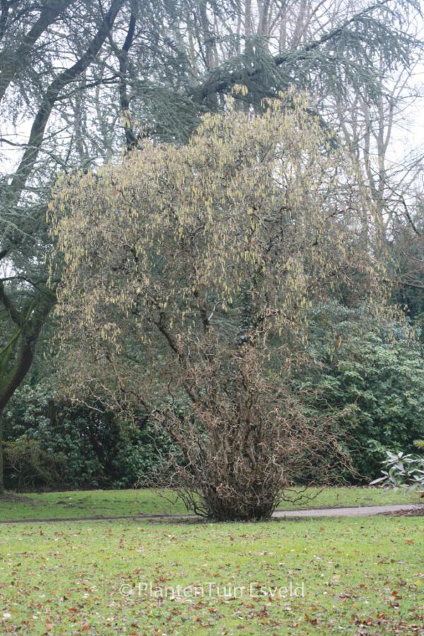 Corylus avellana 'Contorta' - Image 8