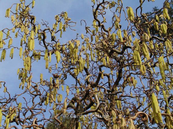 Corylus avellana 'Contorta'