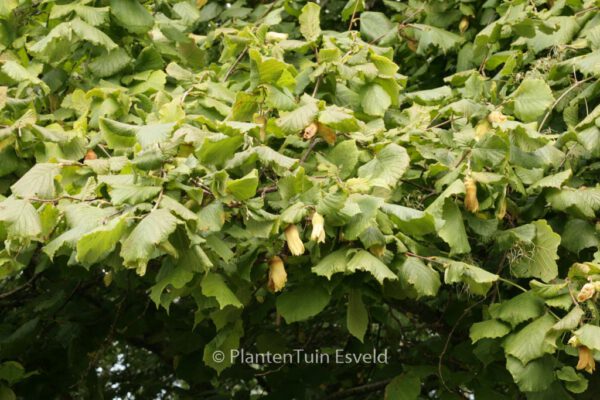 Corylus avellana 'Webb's Prize Cob'