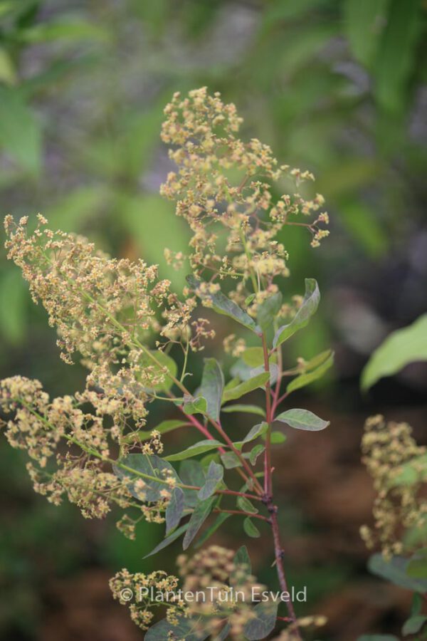 Cotinus coggygria 'Nordine' - Image 2