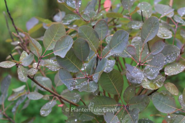 Cotinus coggygria 'Nordine' - Image 3