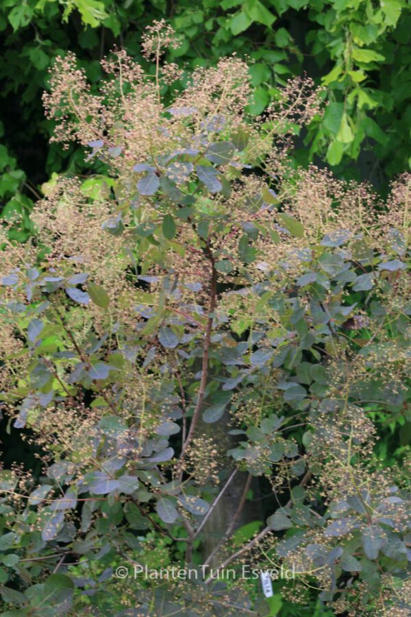 Cotinus coggygria 'Nordine' - Image 4