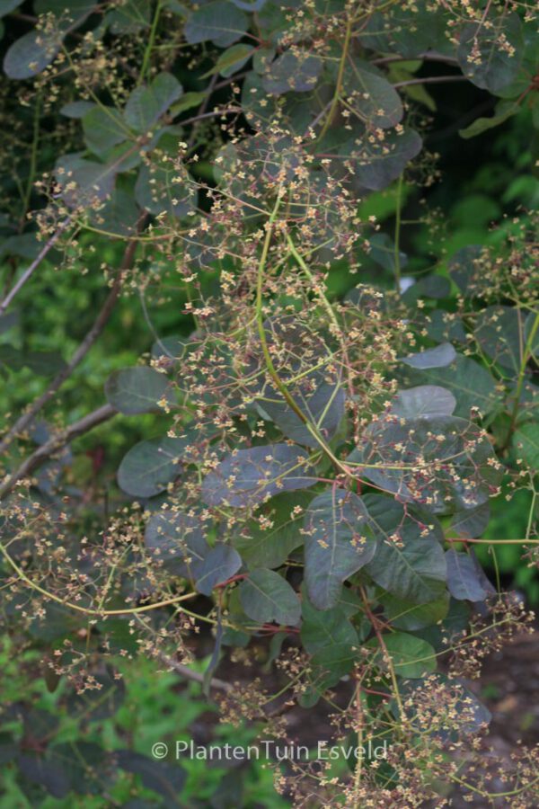 Cotinus coggygria 'Nordine' - Image 5