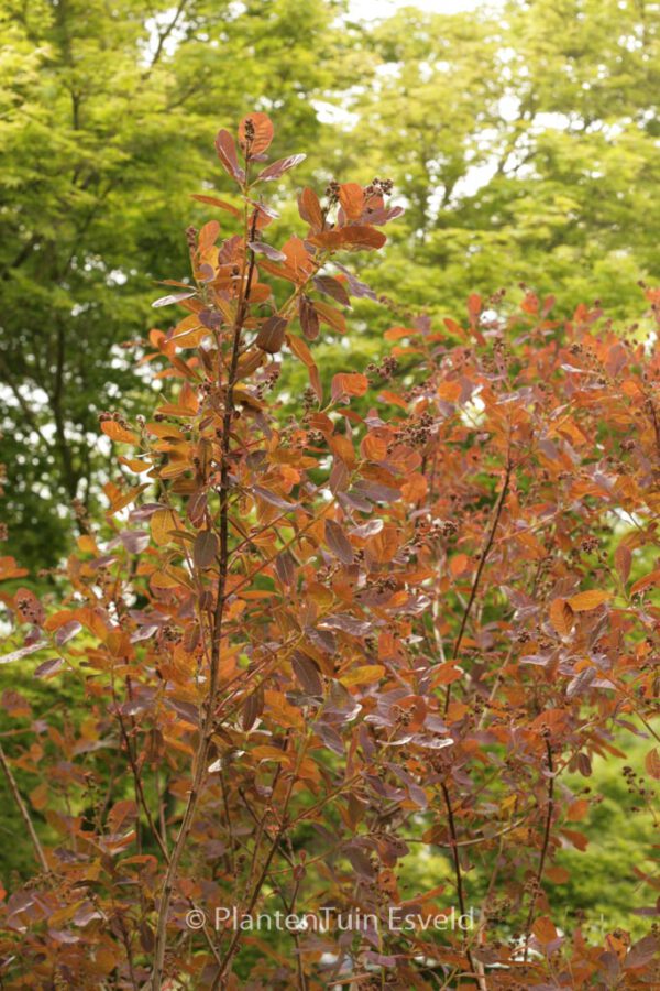 Cotinus coggygria 'Nordine' - Image 6