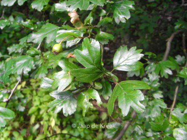 Crataegus monogyna - Image 2