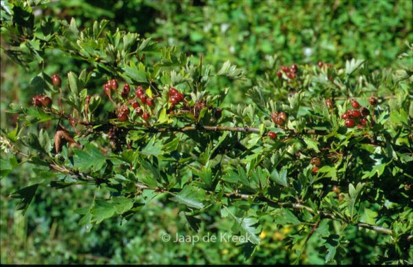 Crataegus monogyna - Image 3