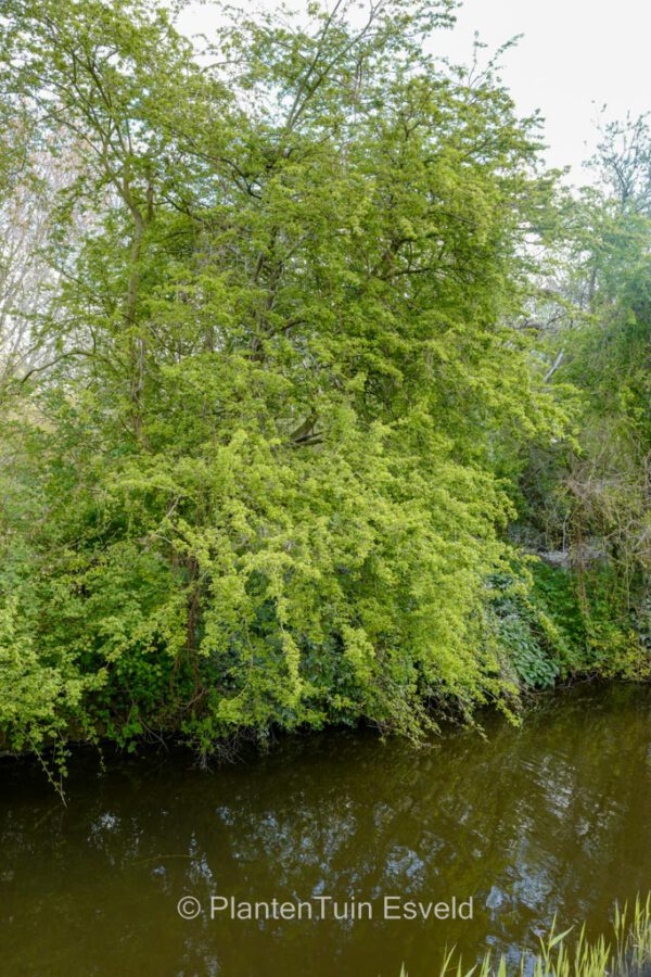 Crataegus monogyna - Image 4