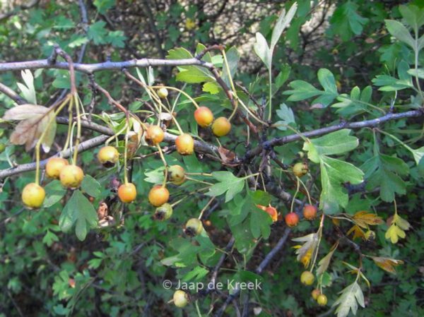 Crataegus monogyna - Image 7