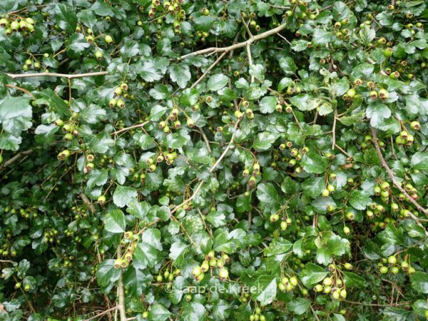 Crataegus monogyna