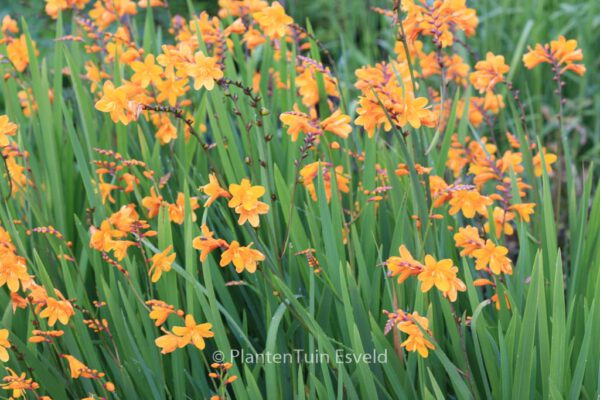 Crocosmia 'Columbus' - Image 2