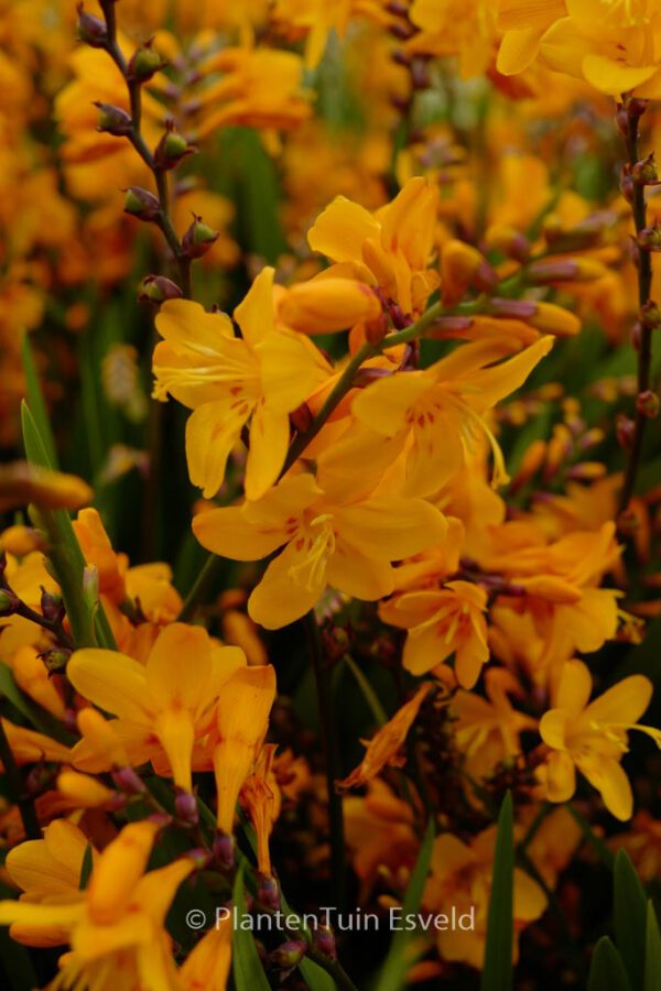 Crocosmia 'Columbus' - Image 3