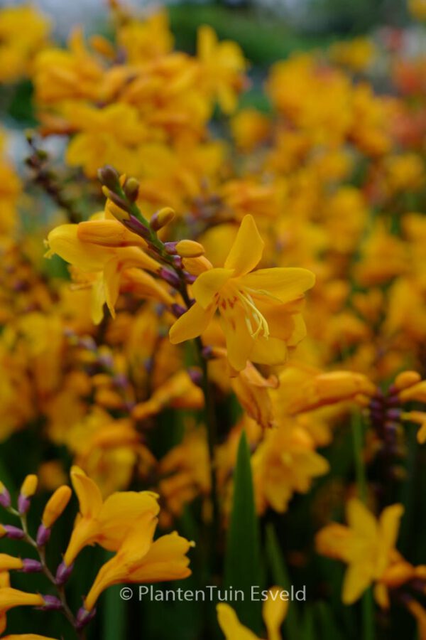 Crocosmia 'Columbus' - Image 4