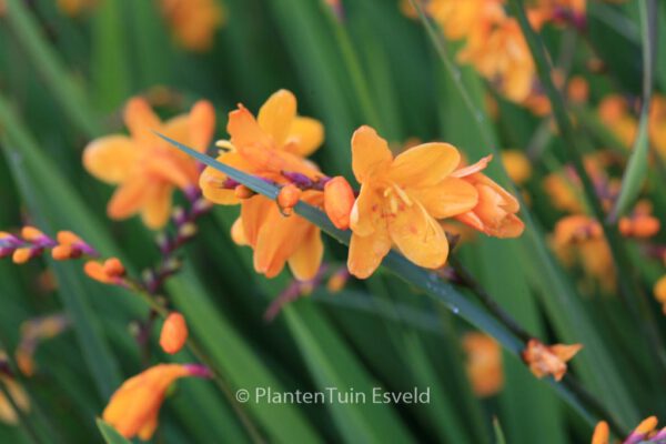 Crocosmia 'Columbus'