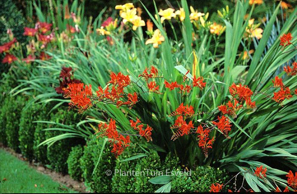 Crocosmia lucifer deals