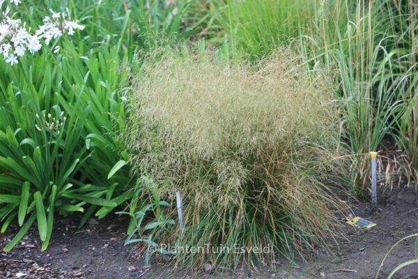 Deschampsia cespitosa 'Goldtau' - Image 2