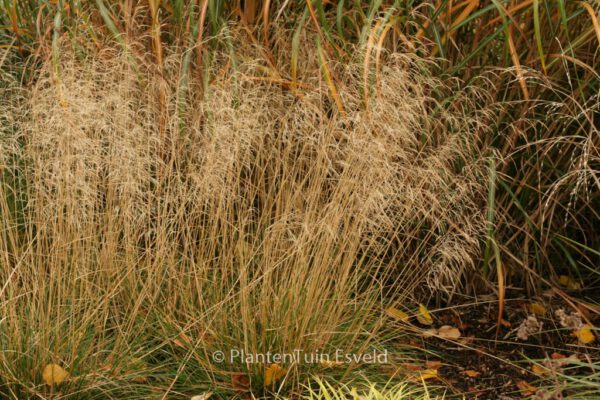 Deschampsia cespitosa 'Goldtau' - Image 3