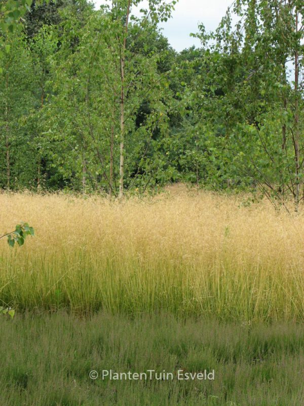 Deschampsia cespitosa 'Goldtau' - Image 4