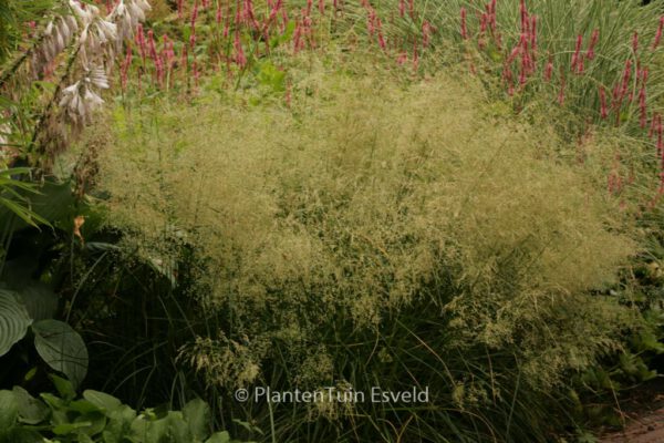 Deschampsia cespitosa 'Goldtau' - Image 5