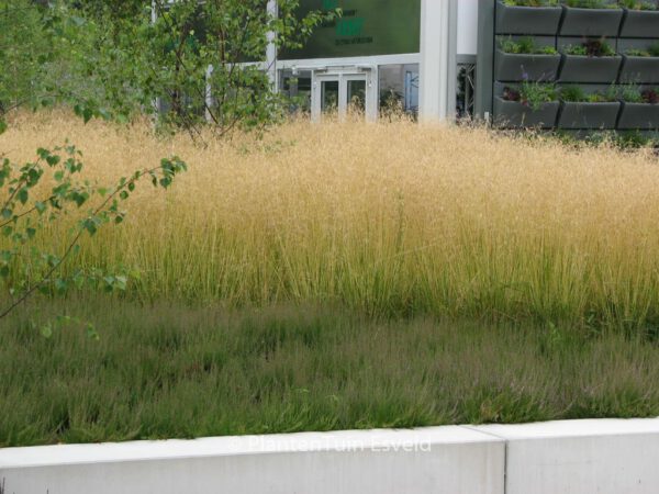 Deschampsia cespitosa 'Goldtau'