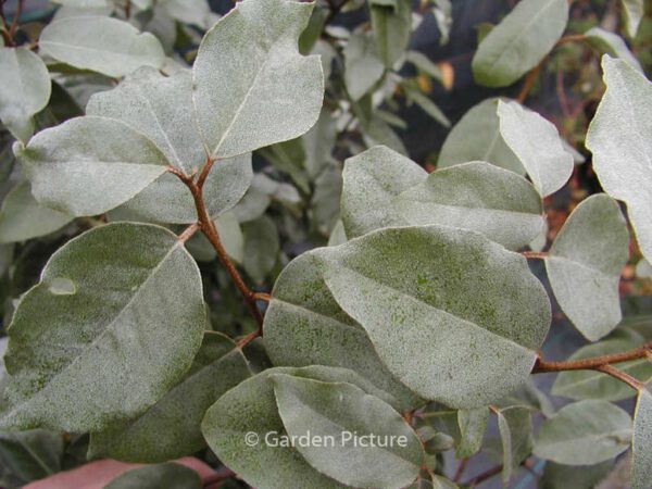 Elaeagnus ebbingei - Image 5