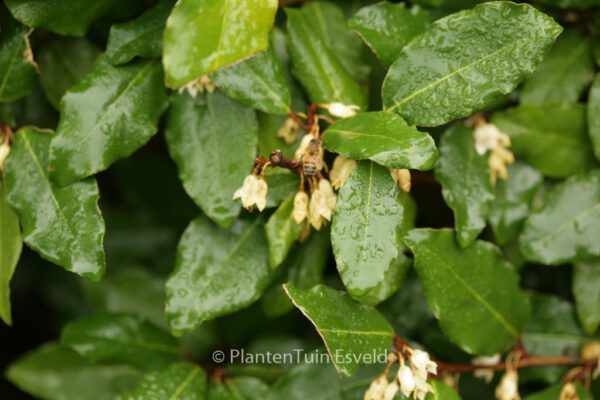 Elaeagnus ebbingei