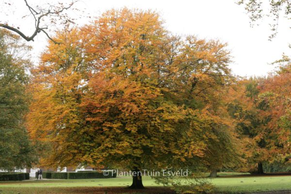 Fagus sylvatica