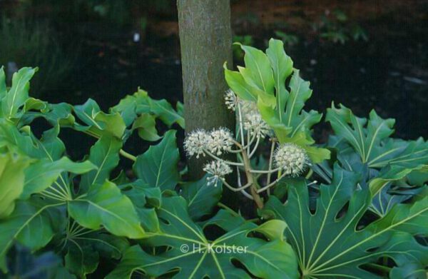 Fatsia japonica - Image 3