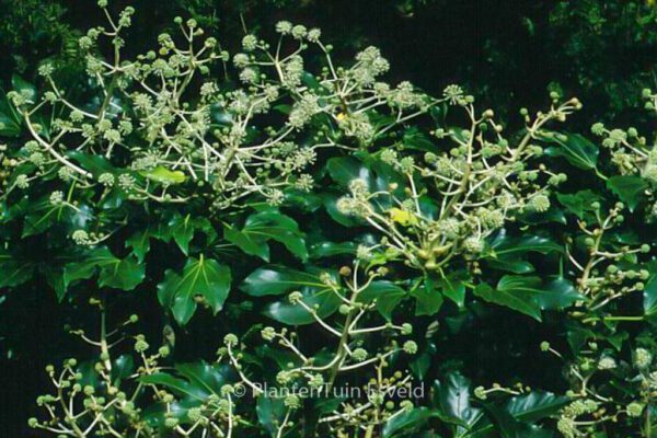 Fatsia japonica - Image 4