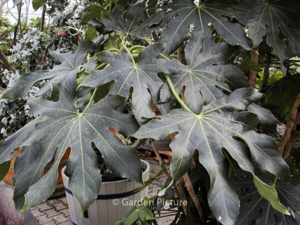 Fatsia japonica - Image 6