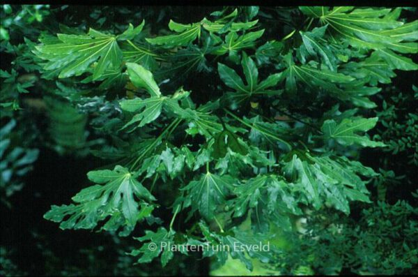 Fatsia japonica - Image 7