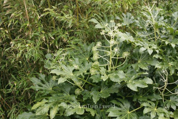 Fatsia japonica