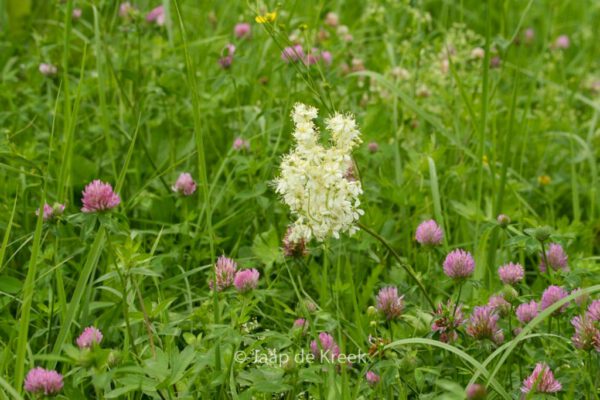 Filipendula vulgaris - Image 2