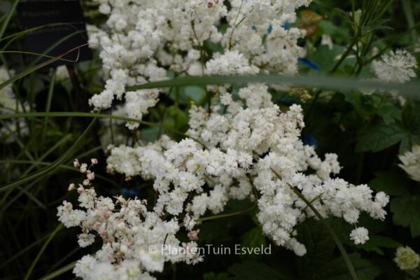 Filipendula vulgaris - Image 3