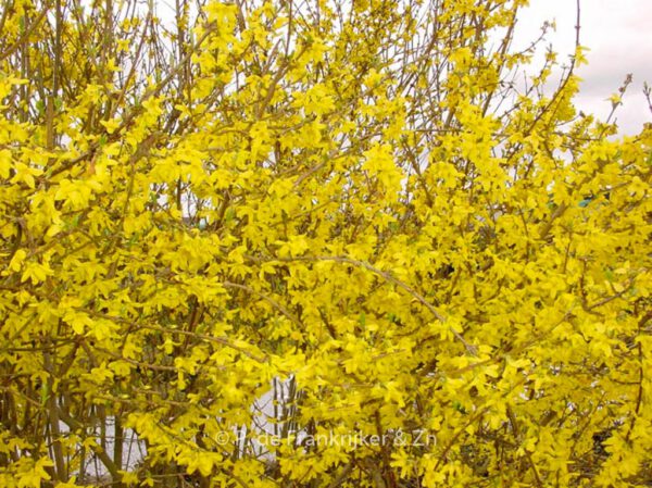 Forsythia intermedia 'Lynwood' - Image 2