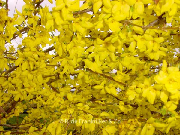 Forsythia intermedia 'Lynwood' - Image 3