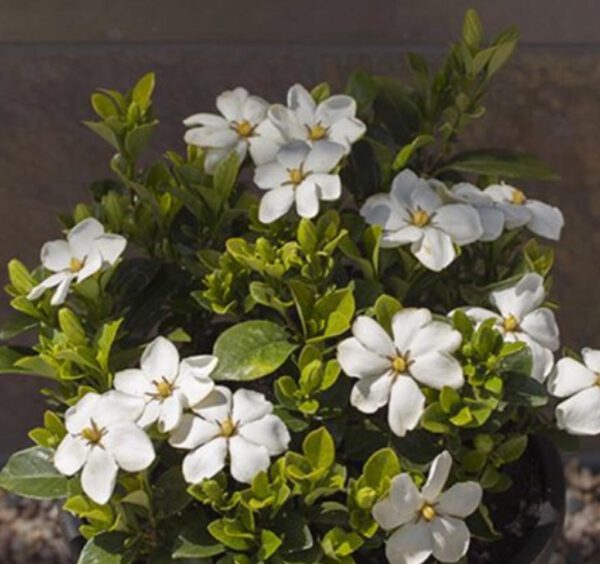 Gardenia jasminoides 'Kleim's Hardy'