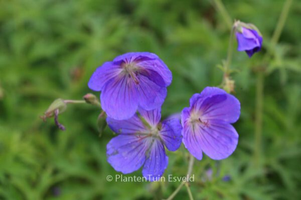 Geranium 'Orion' - Image 2